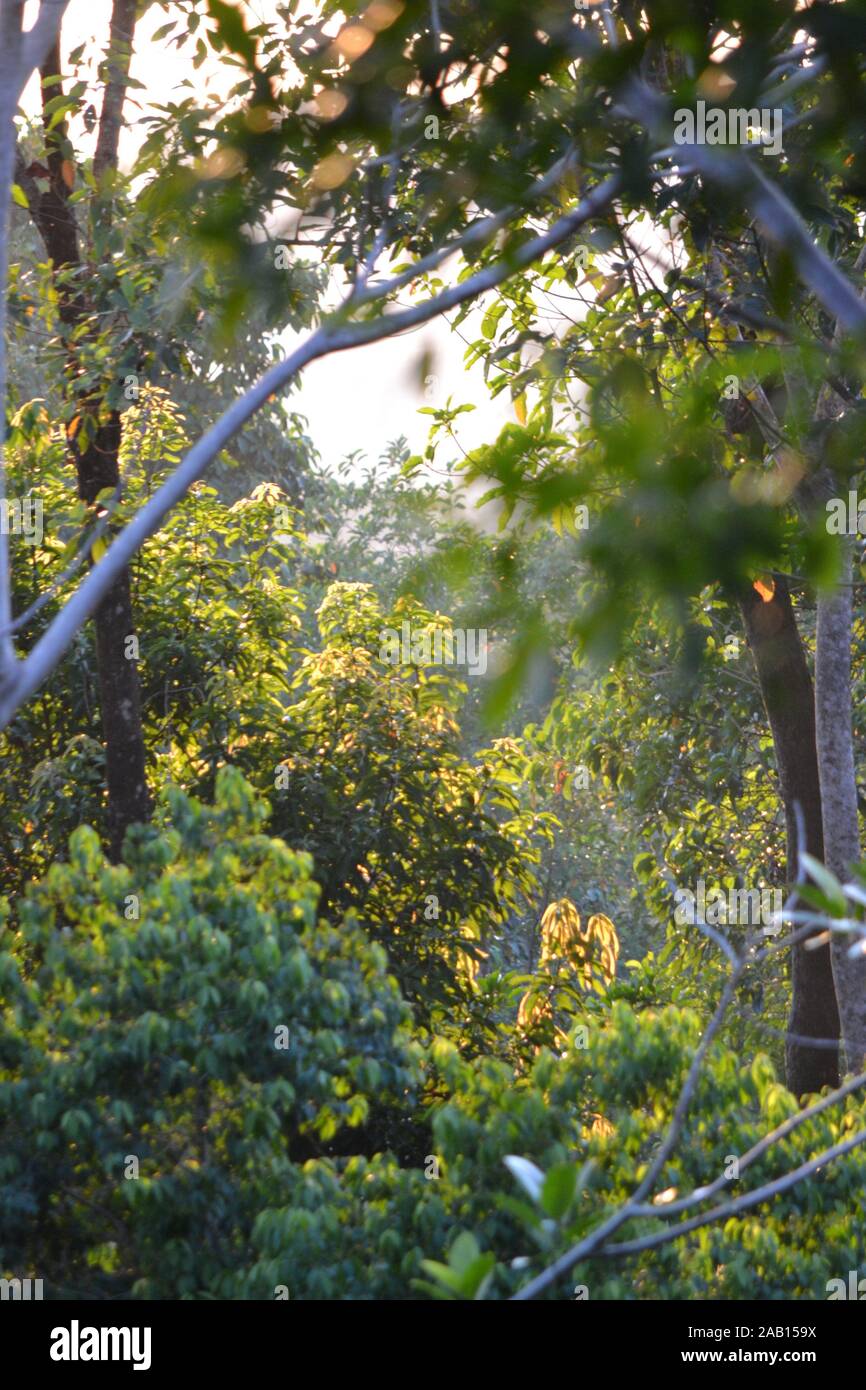 Trees in rainforest in Costa Rica Stock Photo - Alamy