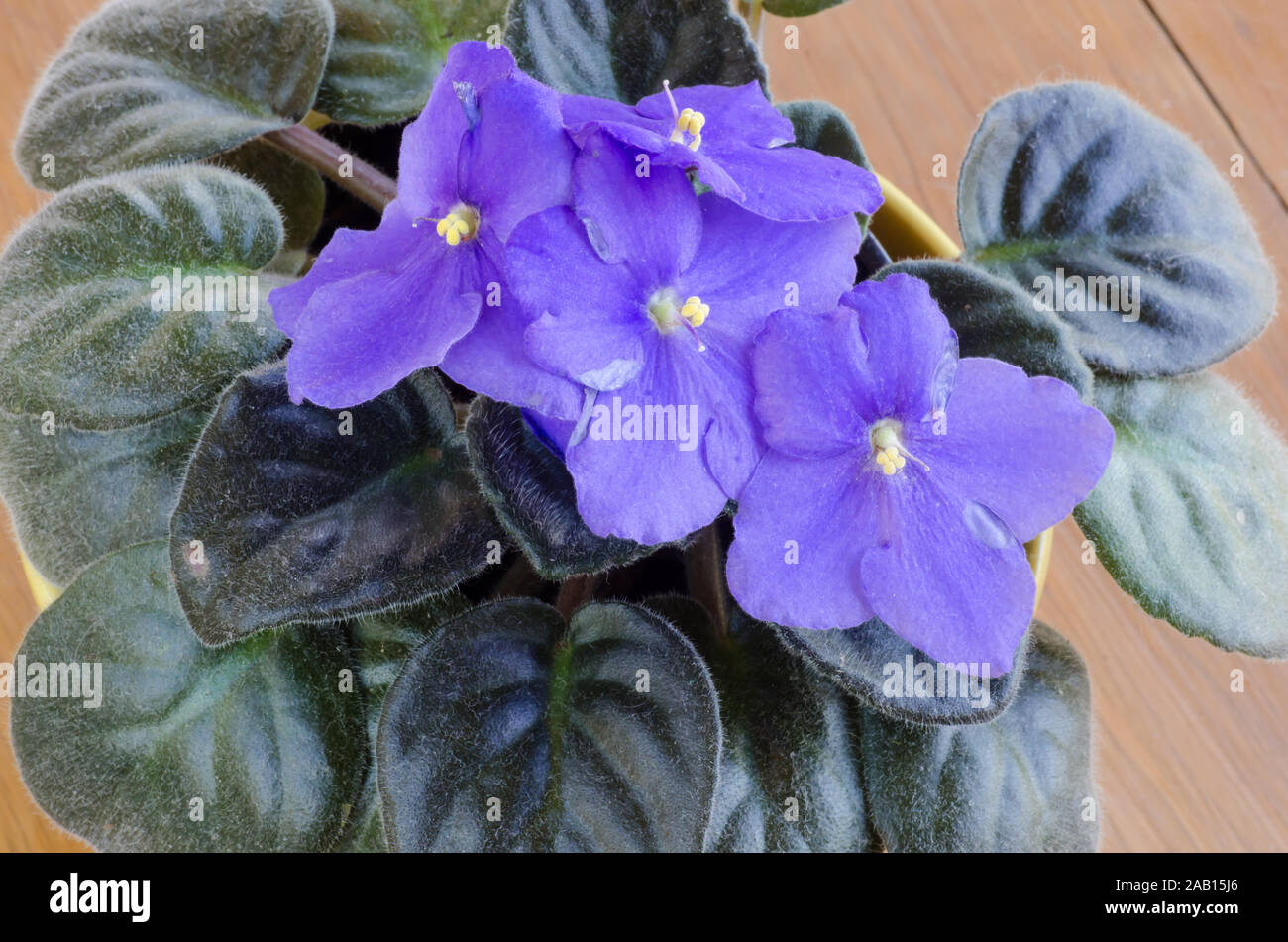 Vase of purple African Violets. Saintpaulia Stock Photo
