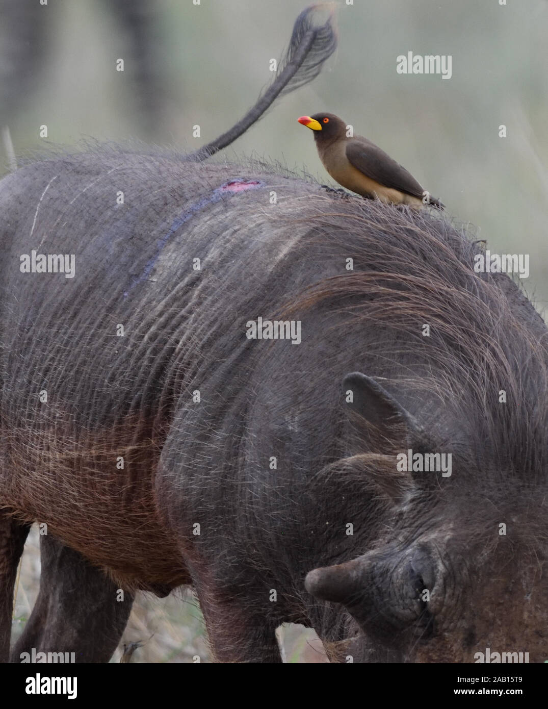 A yellow-billed oxpecker (Buphagus africanus) on the back of a common warthog (Phacochoerus africanus). The oxpecker appears to have been feeding at a Stock Photo