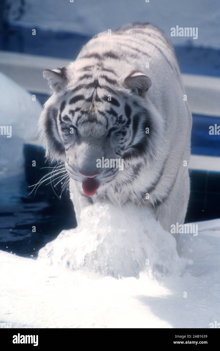 Las Vegas, Nevada, USA 11th March 1995 A Royal White Tiger at Siegfried