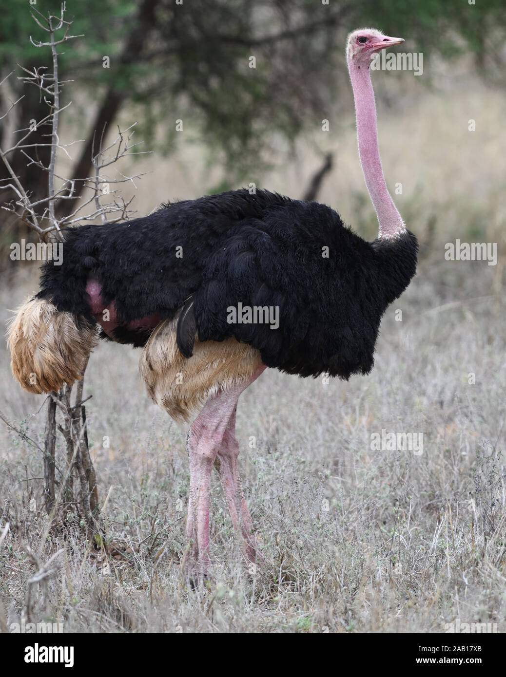 A male  common ostrich (Struthio camelus) with its characteristic black and white plumage,  Tarangire National Park, Tanzania. Stock Photo