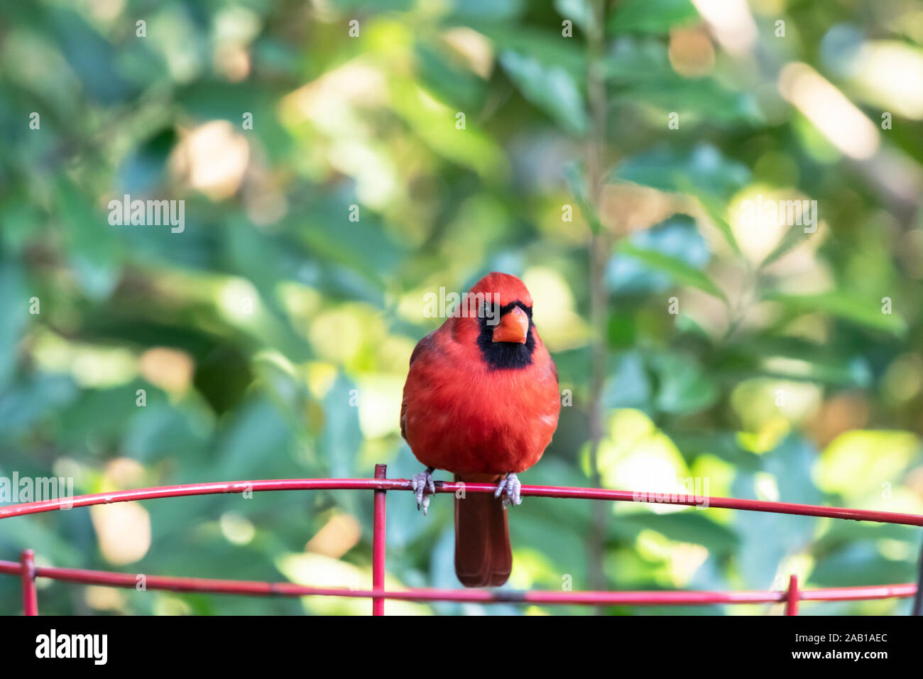 A male Northern Cardinal perched on a wire garden plant frame in Florida. Cardinals are songbirds which do not migrate, but stay year round. Stock Photo