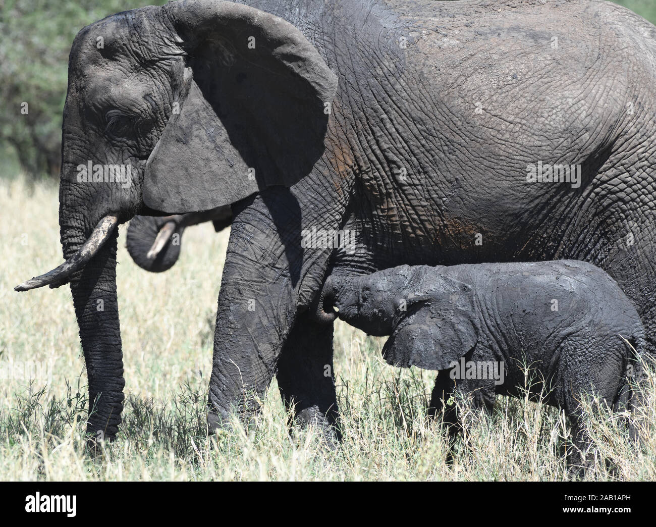 A young African elephant (Loxodonta  africana), covered in wet mud from a recent wallow, takes milk from its mother. Tarangire National Park, Tanzania Stock Photo