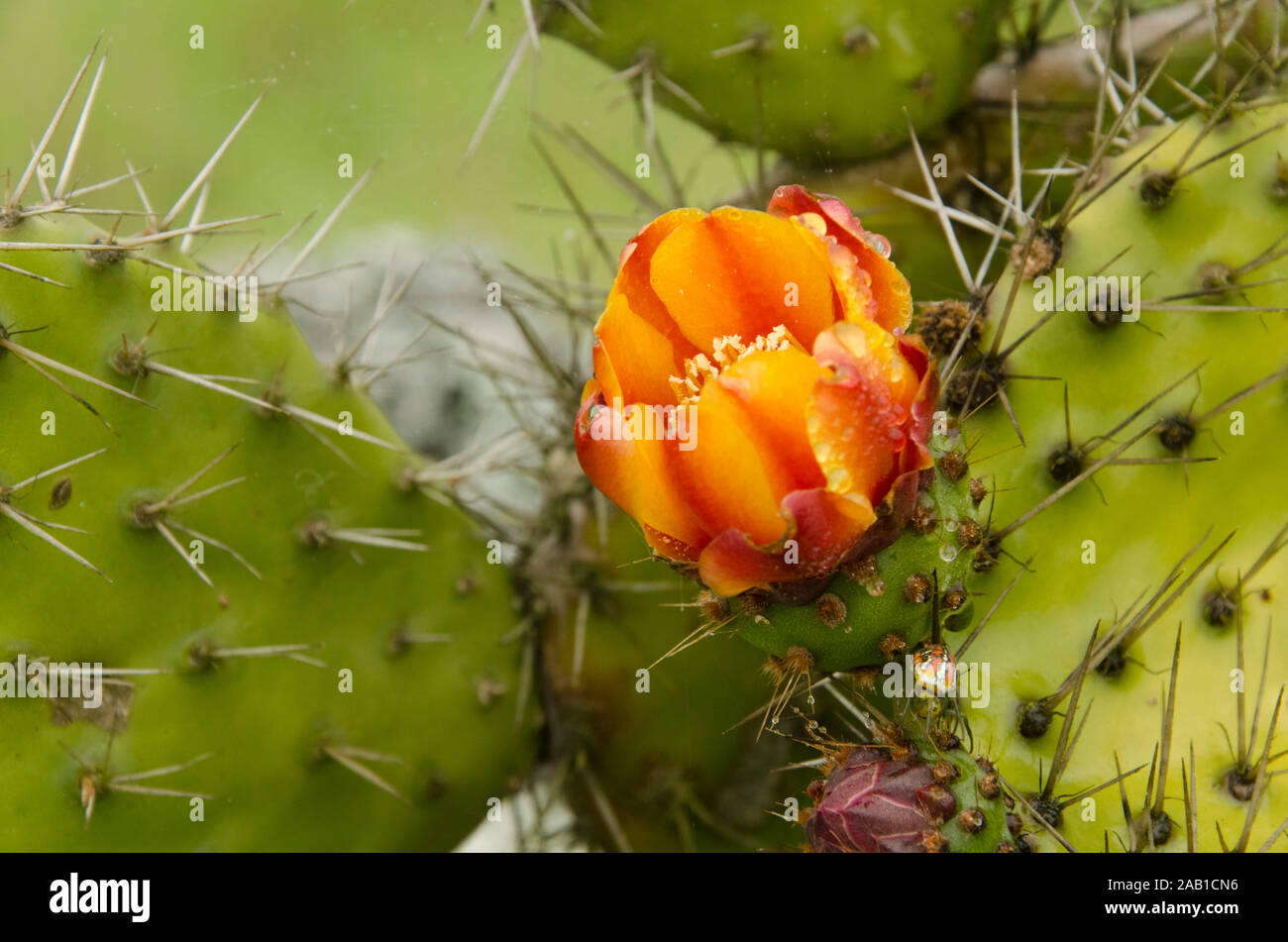 Arid climate vegetation: nopal, prickly pear cactus orange and yellow flower Stock Photo
