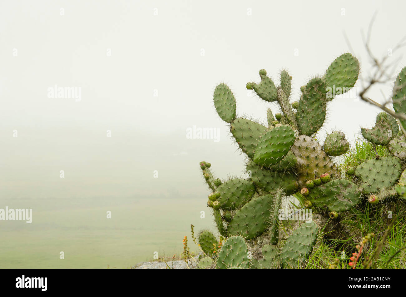 Prickly pear cactus, nopal, in a cloudy environment, in the Colombian Andes Stock Photo