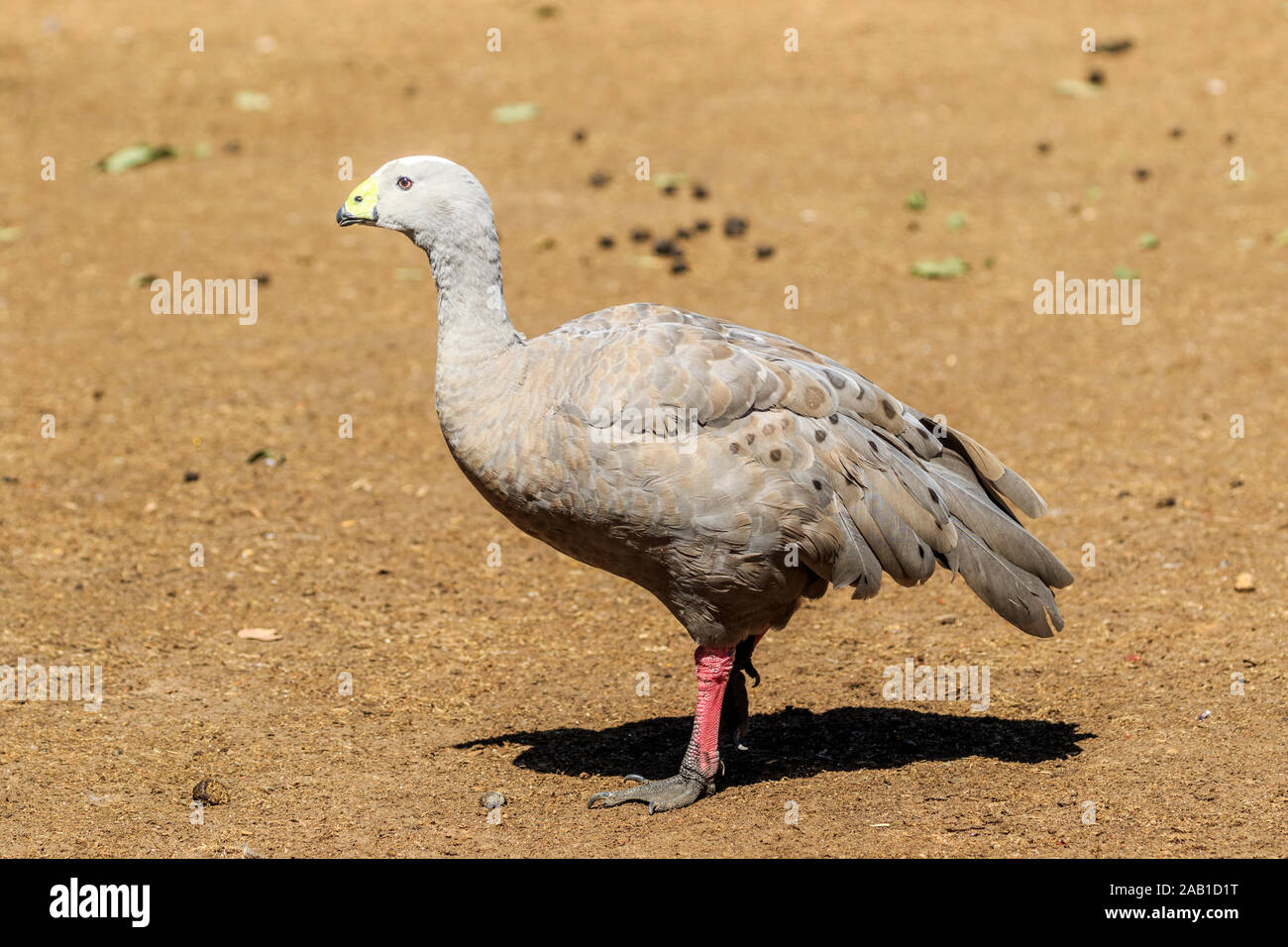 Cape Barren Goose ( Cereopsis novaehollandiae )  one of the world's rarest geese. Stock Photo