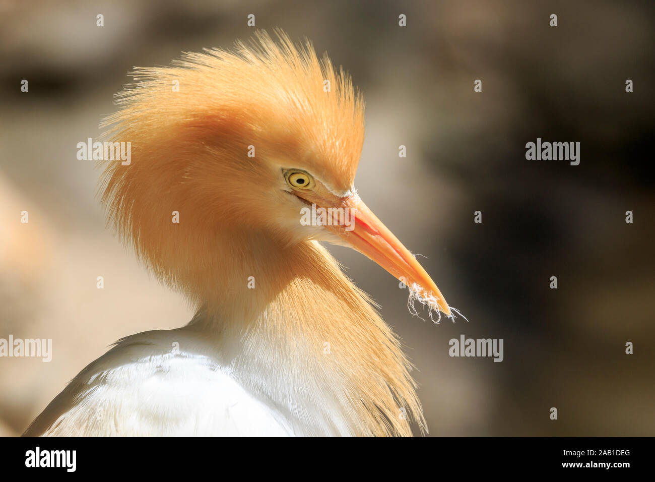 Cattle Egret (Ardea ibis)  in breeding plumage, Stock Photo