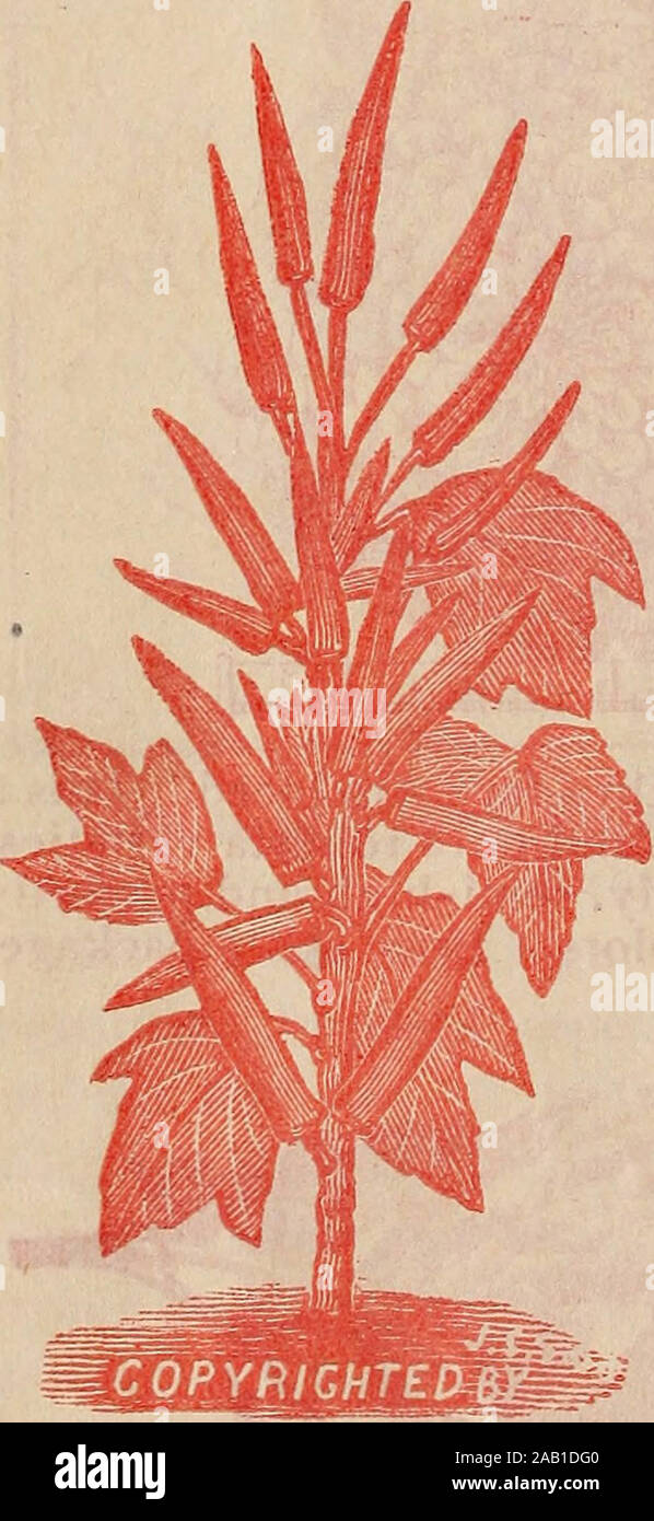 Old seed catalogue hires stock photography and images Alamy