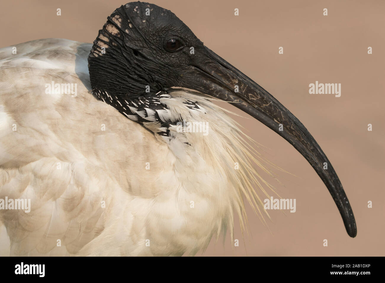 White ibis ( Threskiornis molucca ) are common in the SE of NSW.Vagrant in NZ. Utilise urban habitats, feeding on lawns and scavenging waste. Stock Photo