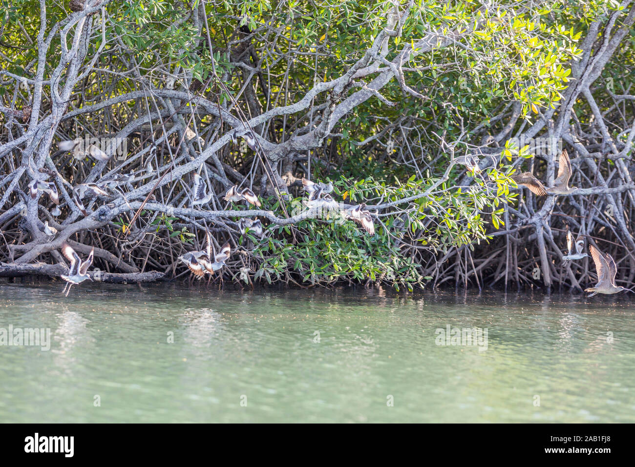 mangrove of Padre Ramos natural reserve in Chinandega Nicaragua Stock Photo