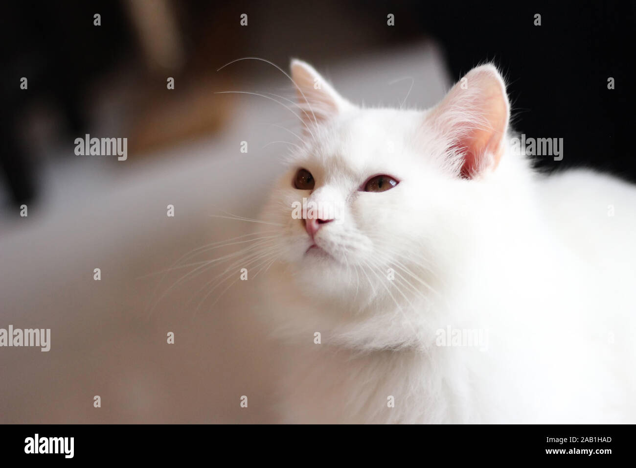 Portrait pet of a white cat playing in the living room home / Close up ...