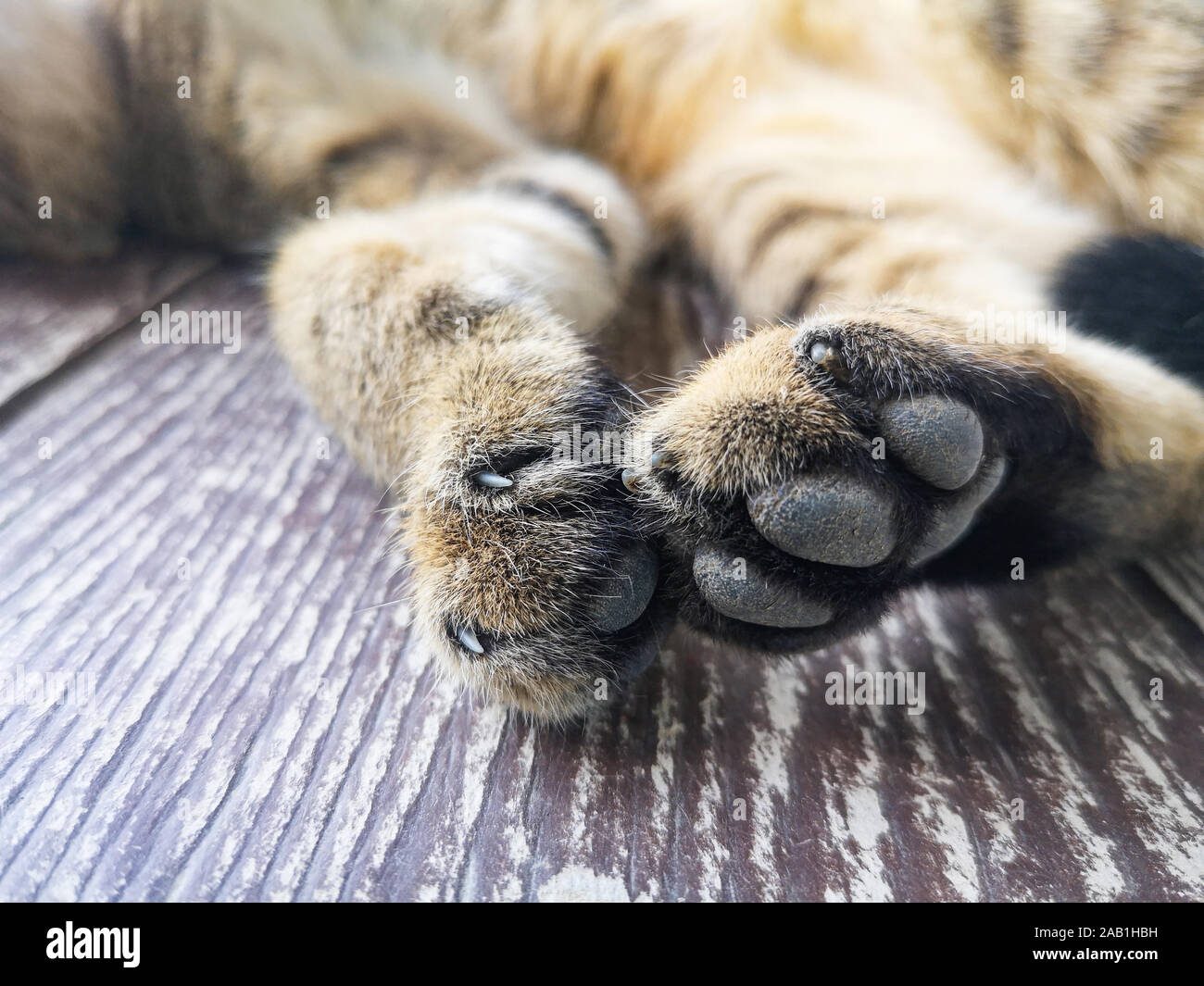 Cat feet / Close up of foot and claw cat paws Stock Photo Alamy
