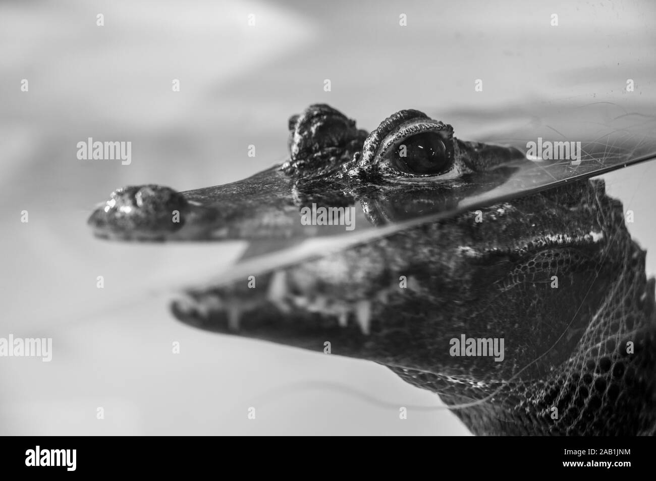 Baby alligator captive behind scratched glass Stock Photo
