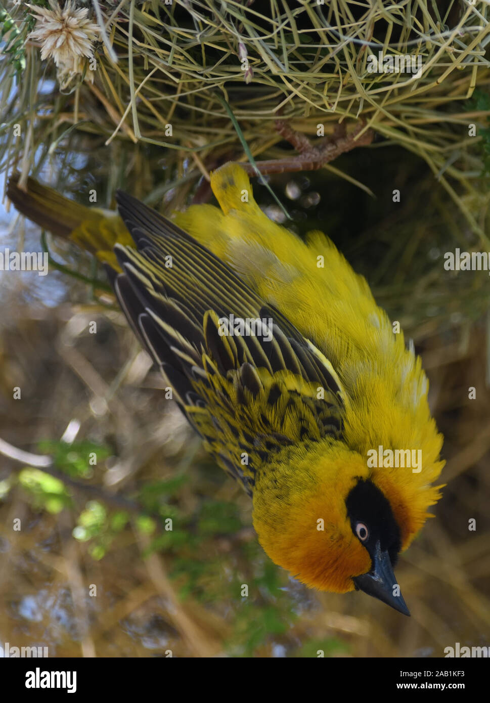 Close up portrait of a  male Speke's weaver (Ploceus spekei) at its nesting colony in a thorny acacia tree.  Sanya Juu, Boma Ngombe, Tanzania. Stock Photo