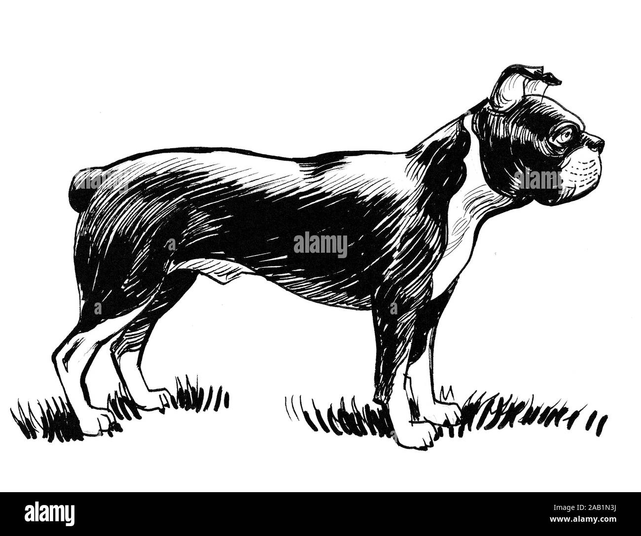Bulldog drawing Black and White Stock Photos & Images - Alamy