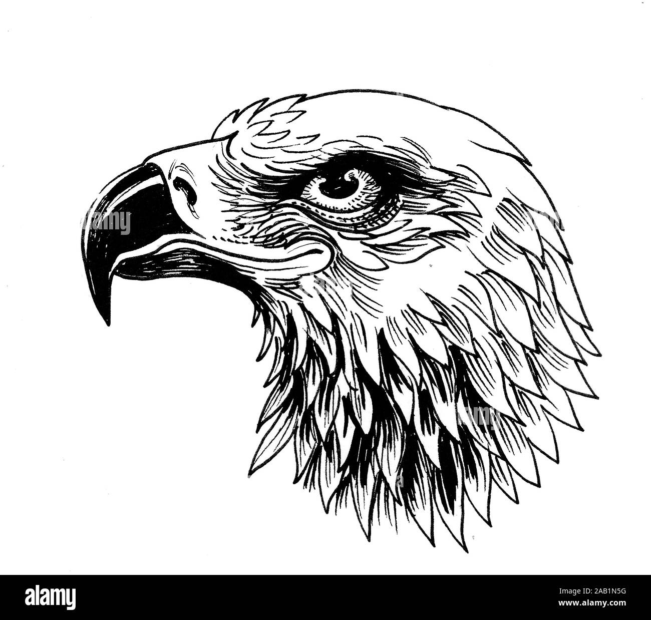 Eagle bird head. Ink black and white drawing Stock Photo Alamy