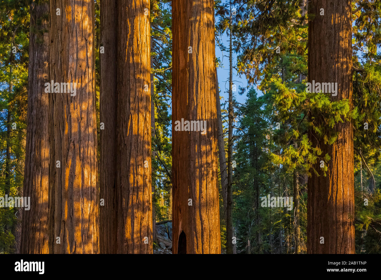 Awe-inspiring Giant Sequoia, Sequoiadendron giganteum, trees in General Grant Grove in Kings Canyon National Park, California, USA Stock Photo