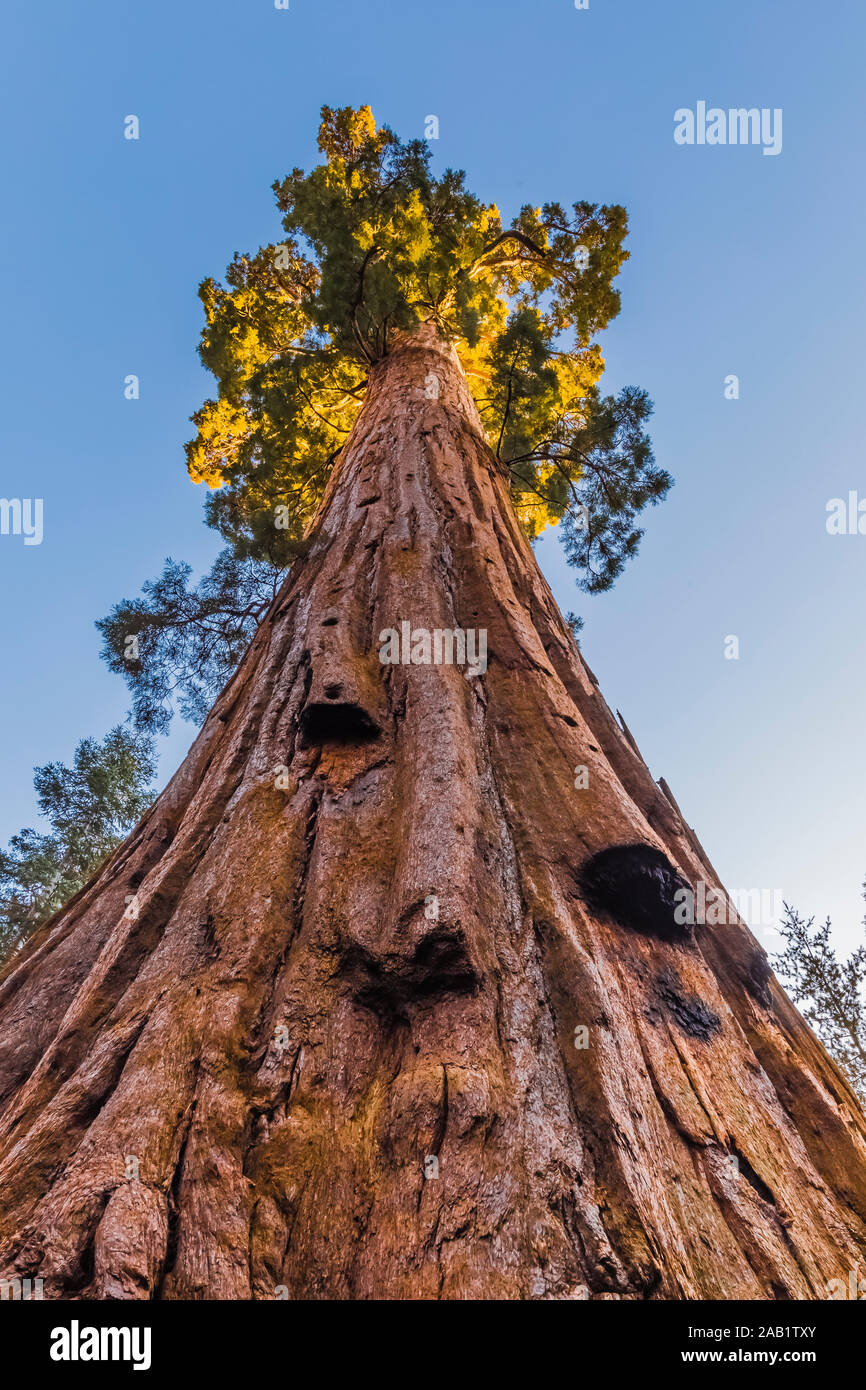 Giant Sequoia, Sequoiadendron giganteum, trees thrive in Grant Grove in