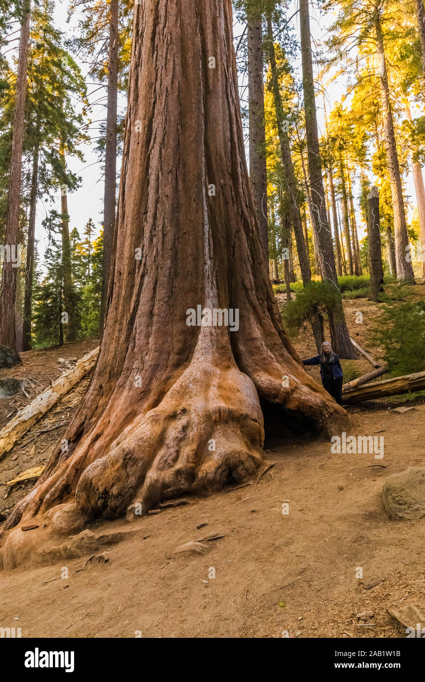 Giant Sequoia, Sequoiadendron giganteum, trees thrive in Grant Grove in