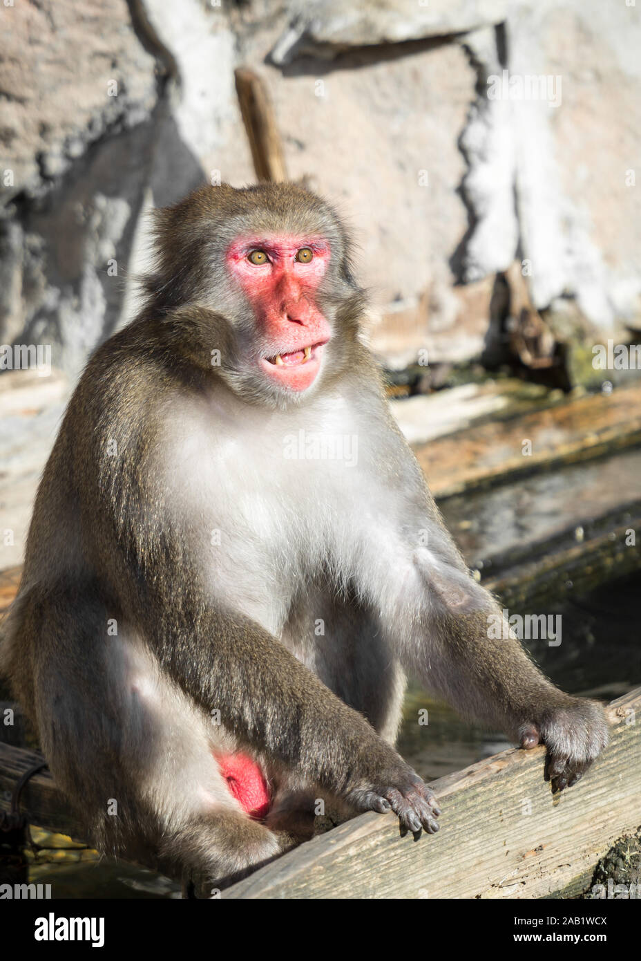 Monkey red face hires stock photography and images Alamy