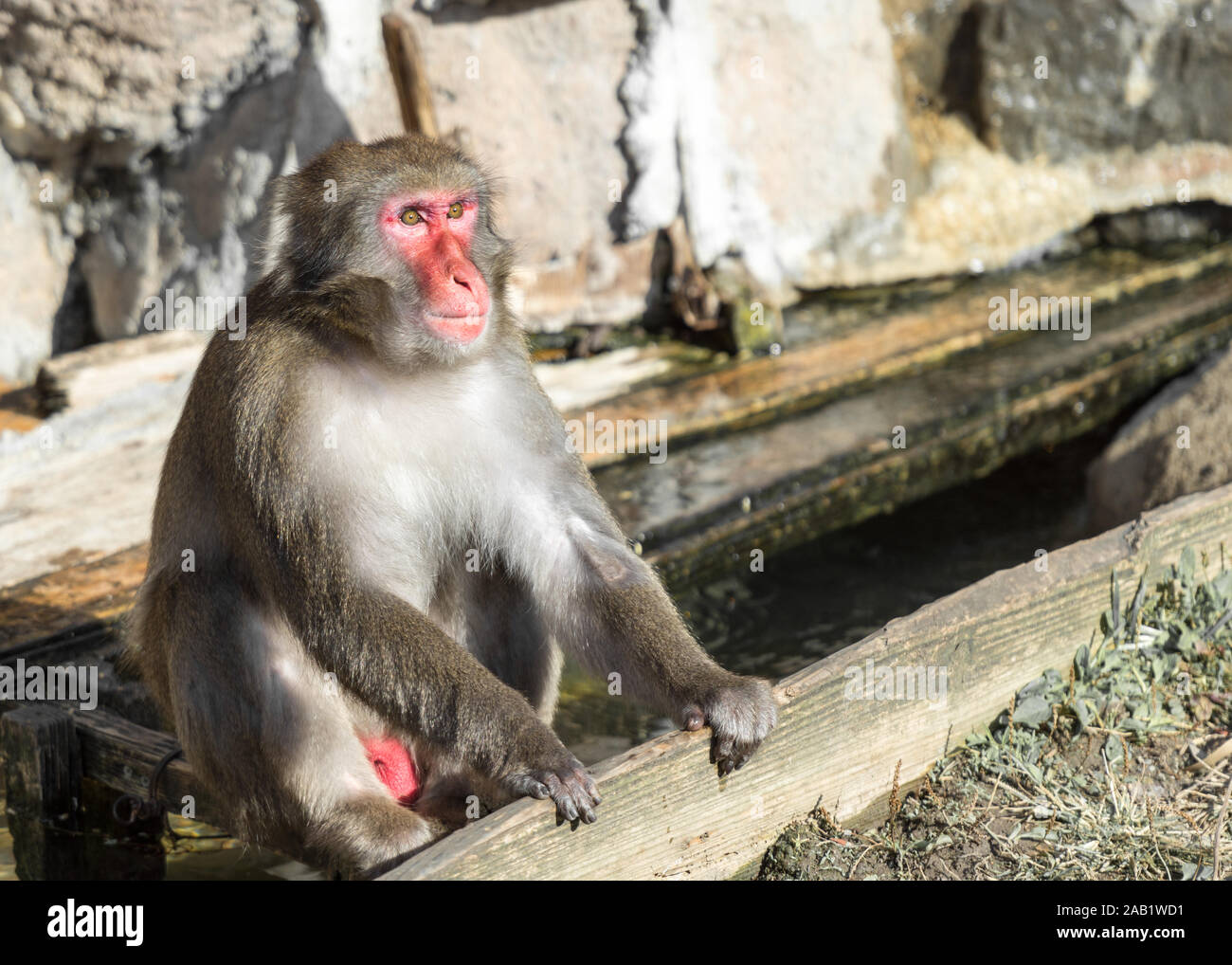 Sitting Japanese macaque monkey with red face Stock Photo