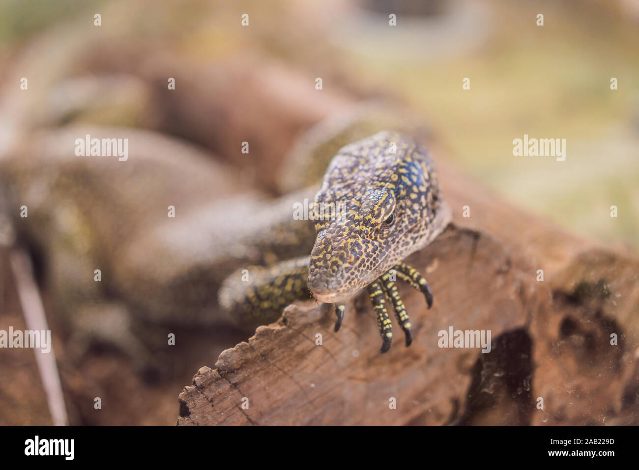 Big iguana lizard in terrarium animal background Stock Photo Alamy
