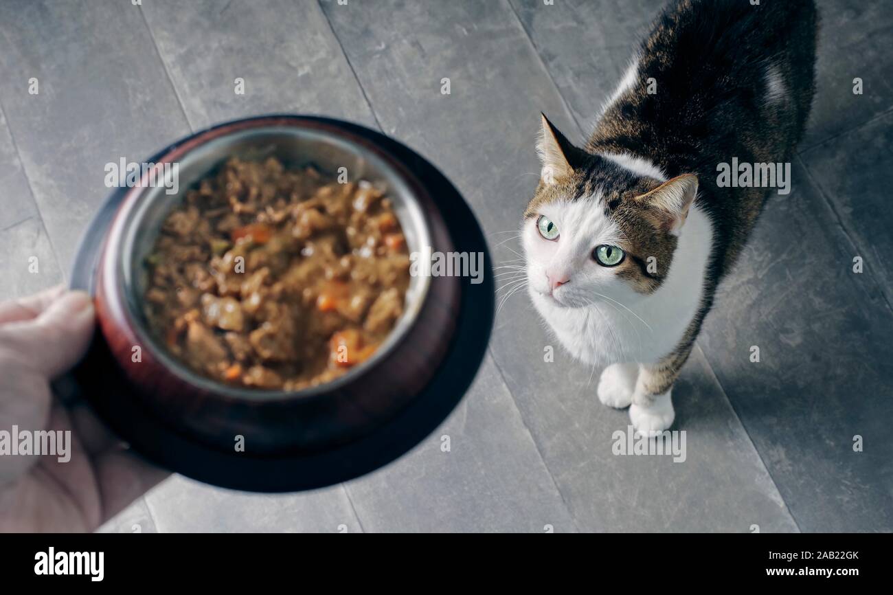 Cute tabby cat looking up and waiting for Food. Stock Photo