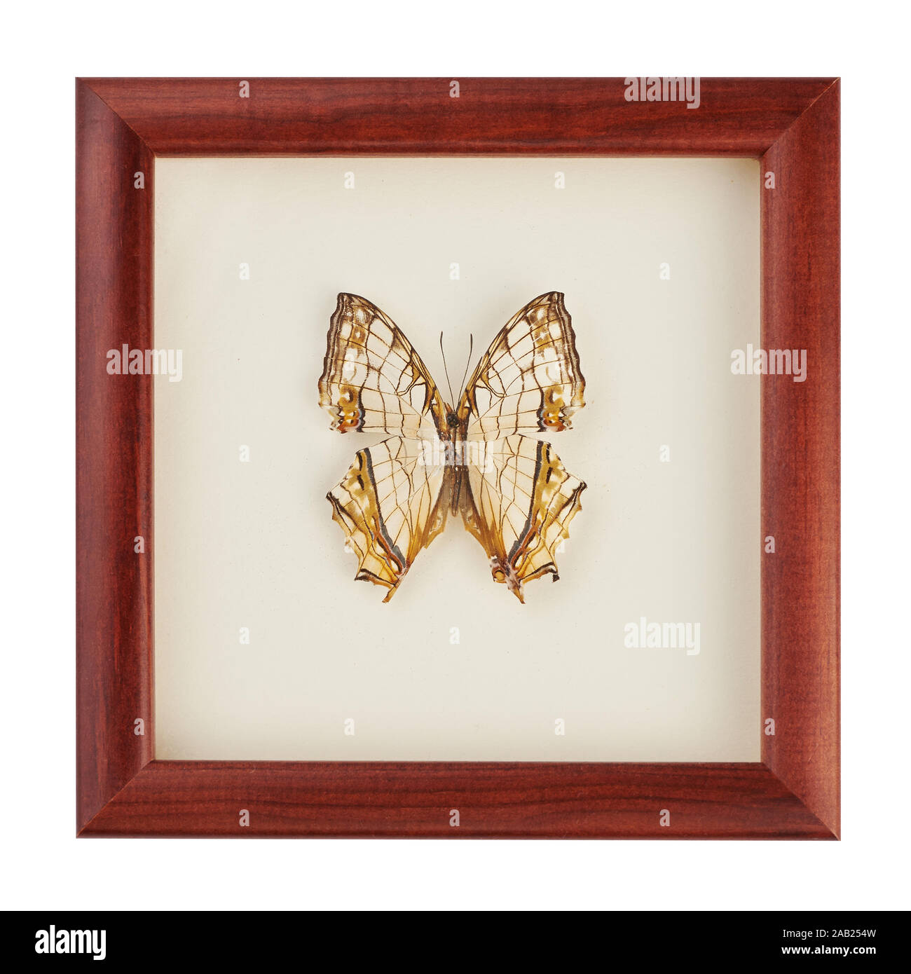 Beautiful butterfly in a black frame under glass. A rare species of butterflies. Nymphalidae butterfly isolated on white background. Stock Photo