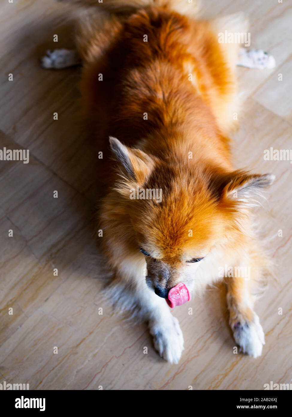 Overhead view of reddish-brown mixed breed pet dog of Pomeranian and Chihuahua stock lying flat on belly and licking his nose. Stock Photo