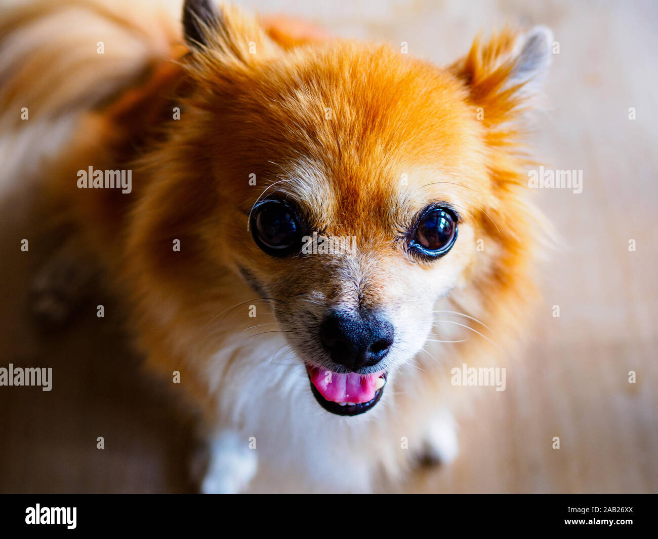 Happy reddish-brown mixed breed pet dog of Pomeranian and Chihuahua stock smiling and looking directly into the camera Stock Photo