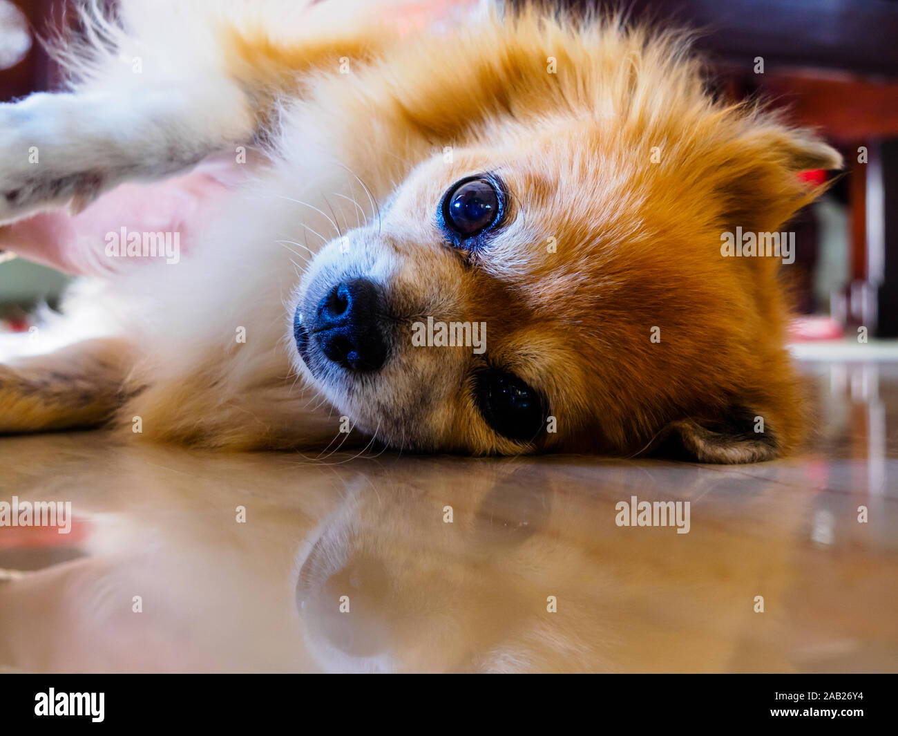 Cute reddish-brown mixed breed pet dog of Pomeranian and Chihuahua stock smiling and looking in the camera with a curious expression Stock Photo