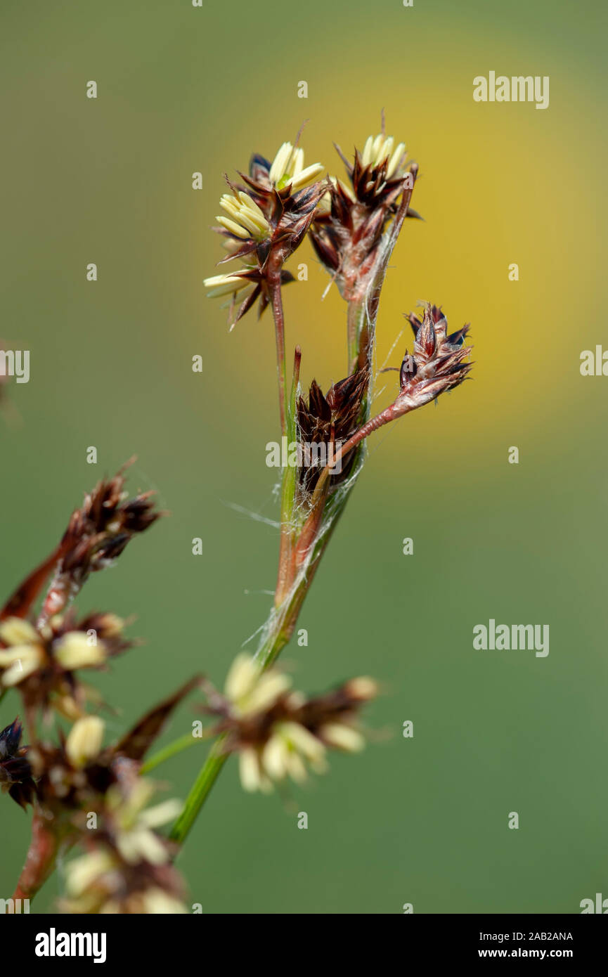 Feld hainsimse luzula campestris hires stock photography and images