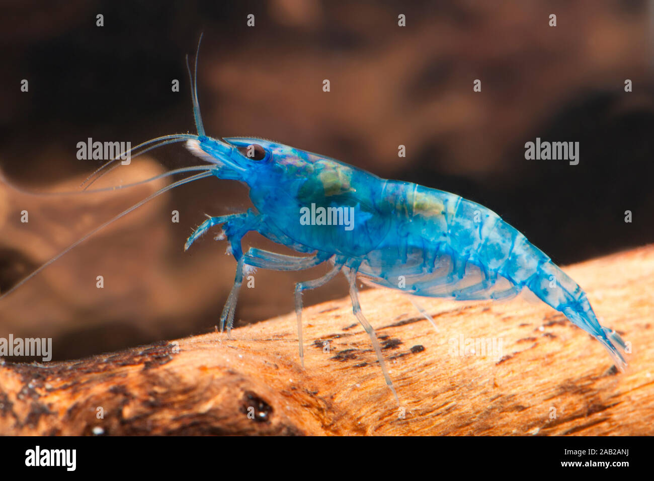 Neocaridina davidi Blue Dream,Zwerggarnele,Dwarf shrimp Stock Photo