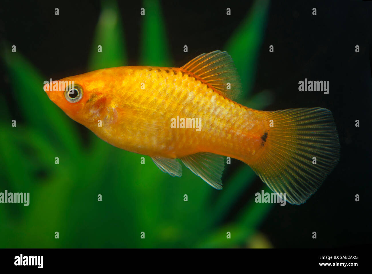 Platy gold hi-res stock photography and images - Alamy