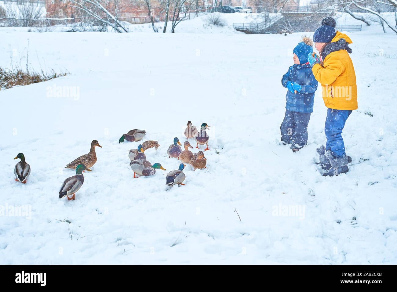 People feed these ducks hires stock photography and images Alamy