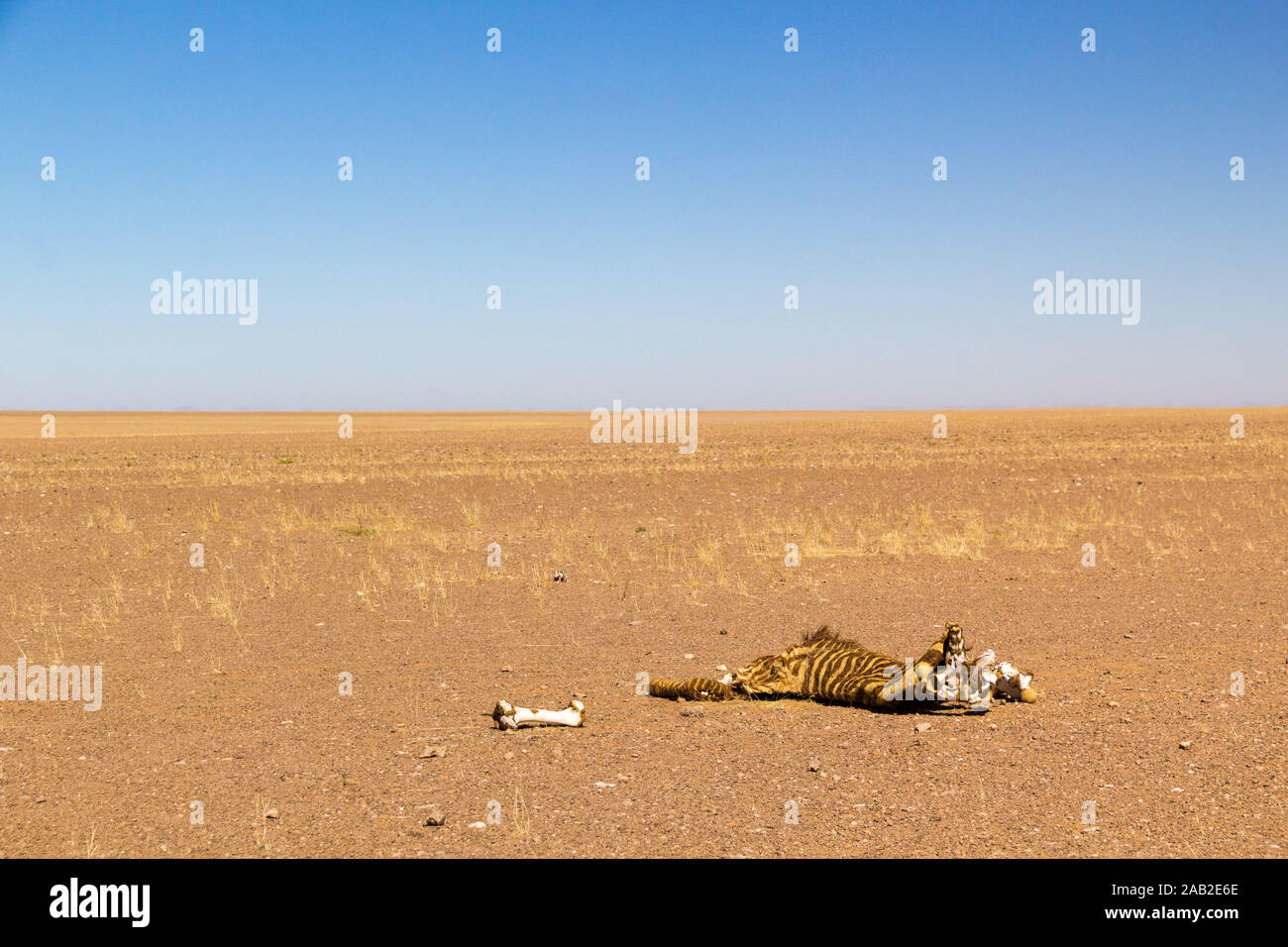 Carcass of a zebra in the vastness of Namib desert, Namibia, Africa Stock Photo