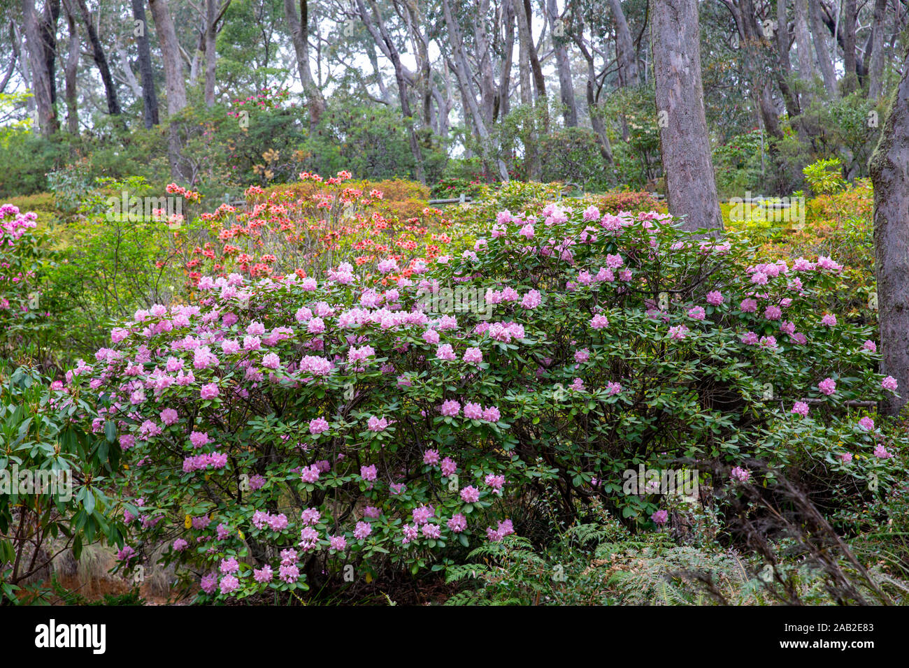Blackheath blue mountains new Campbells Rhododendron garden in summer ...