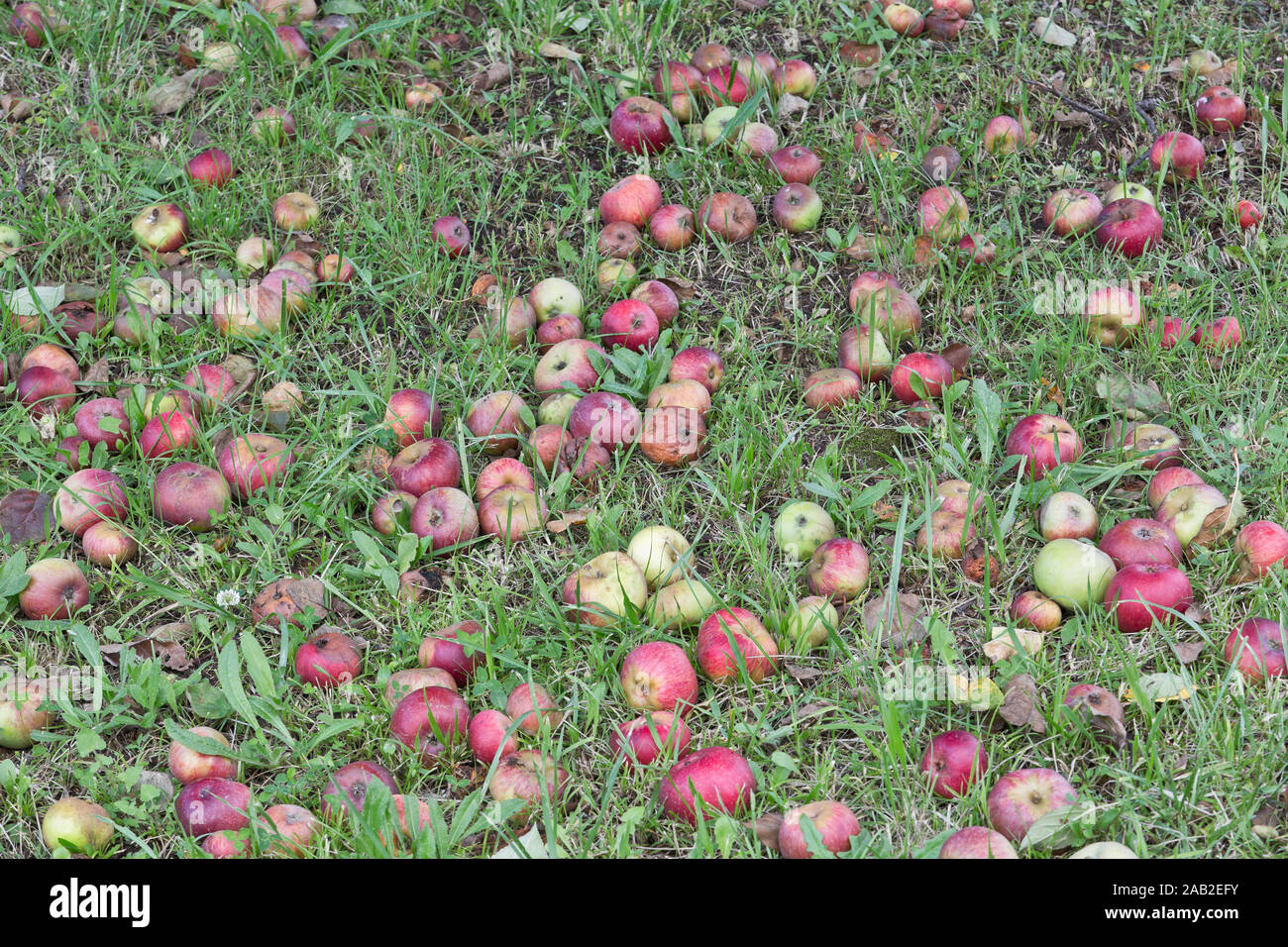 Kazakhstan apple hires stock photography and images Alamy
