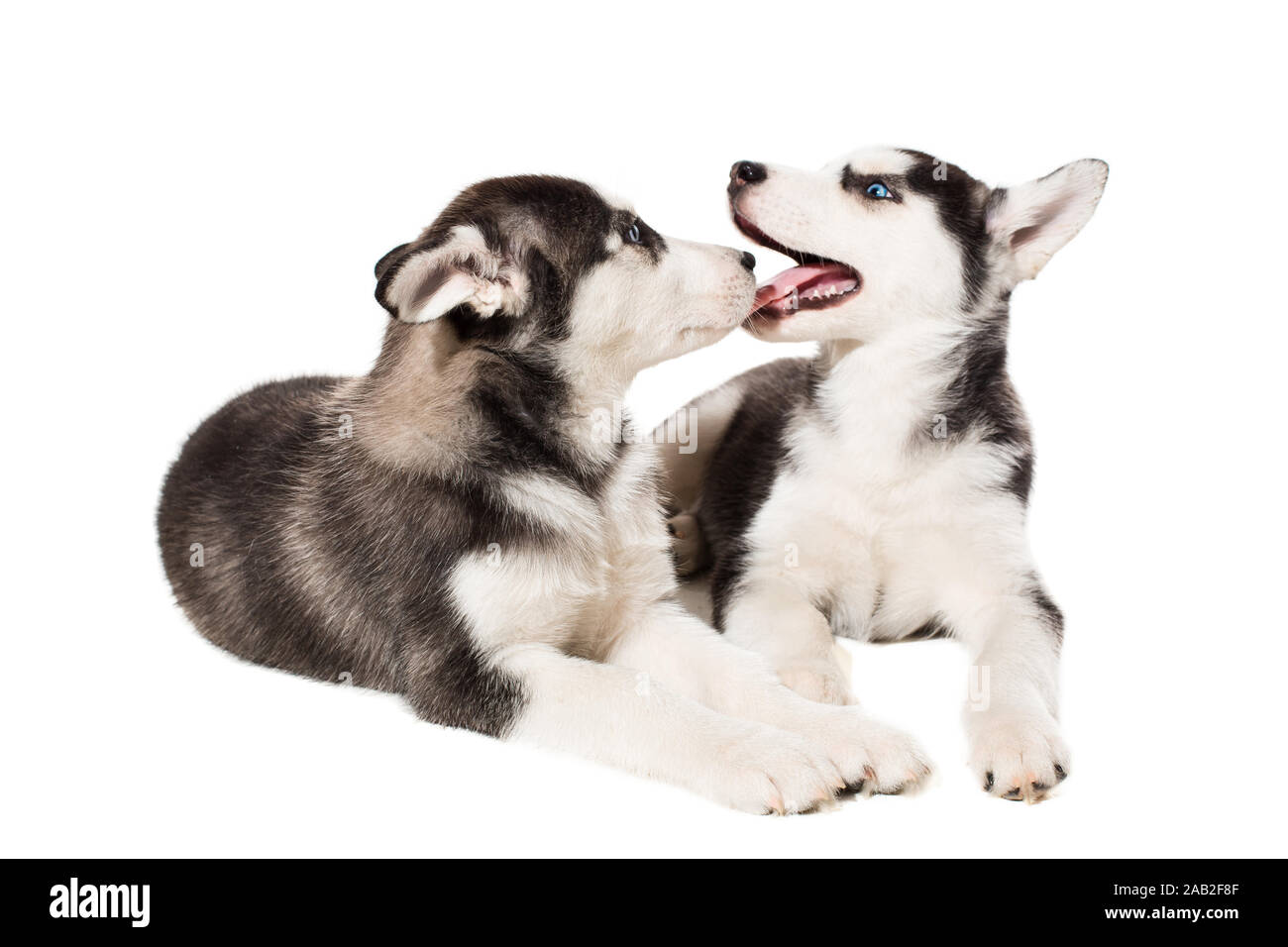 Two Little Cute Puppy Of Siberian Husky Dog With Blue Eyes Isolated Stock Photo Alamy