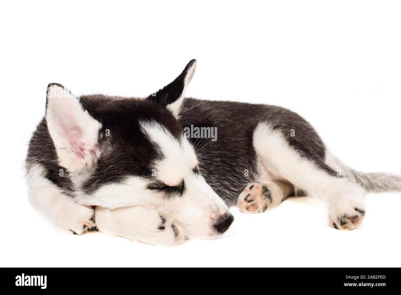 Cute little husky puppy isolated on white background Stock Photo - Alamy