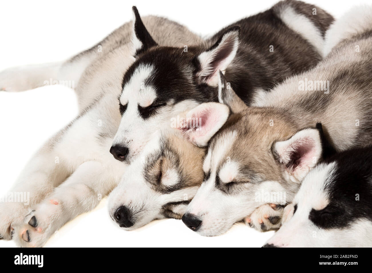 Cute little husky puppy isolated on white background Stock Photo - Alamy