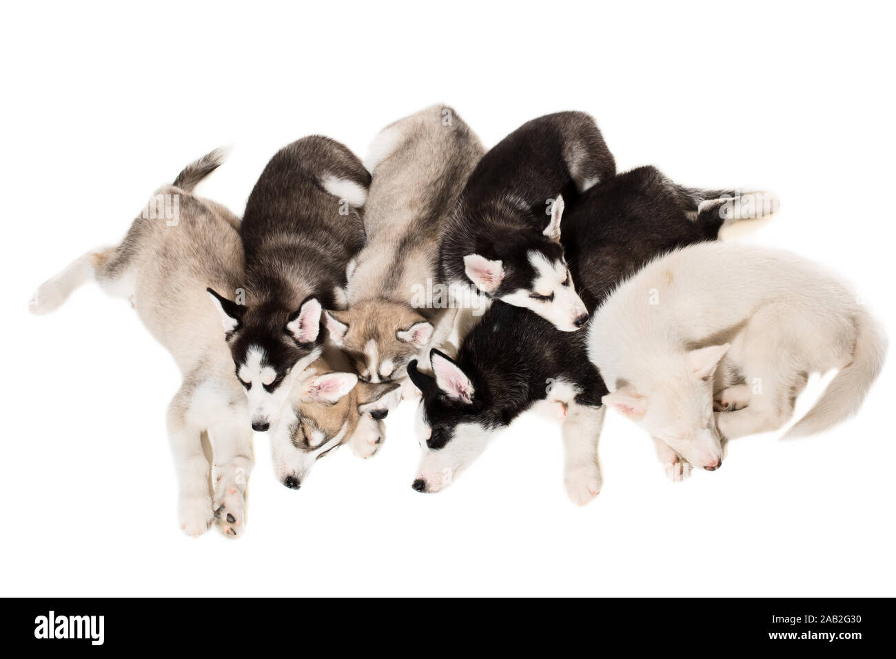 Cute little husky puppy isolated on white background Stock Photo - Alamy