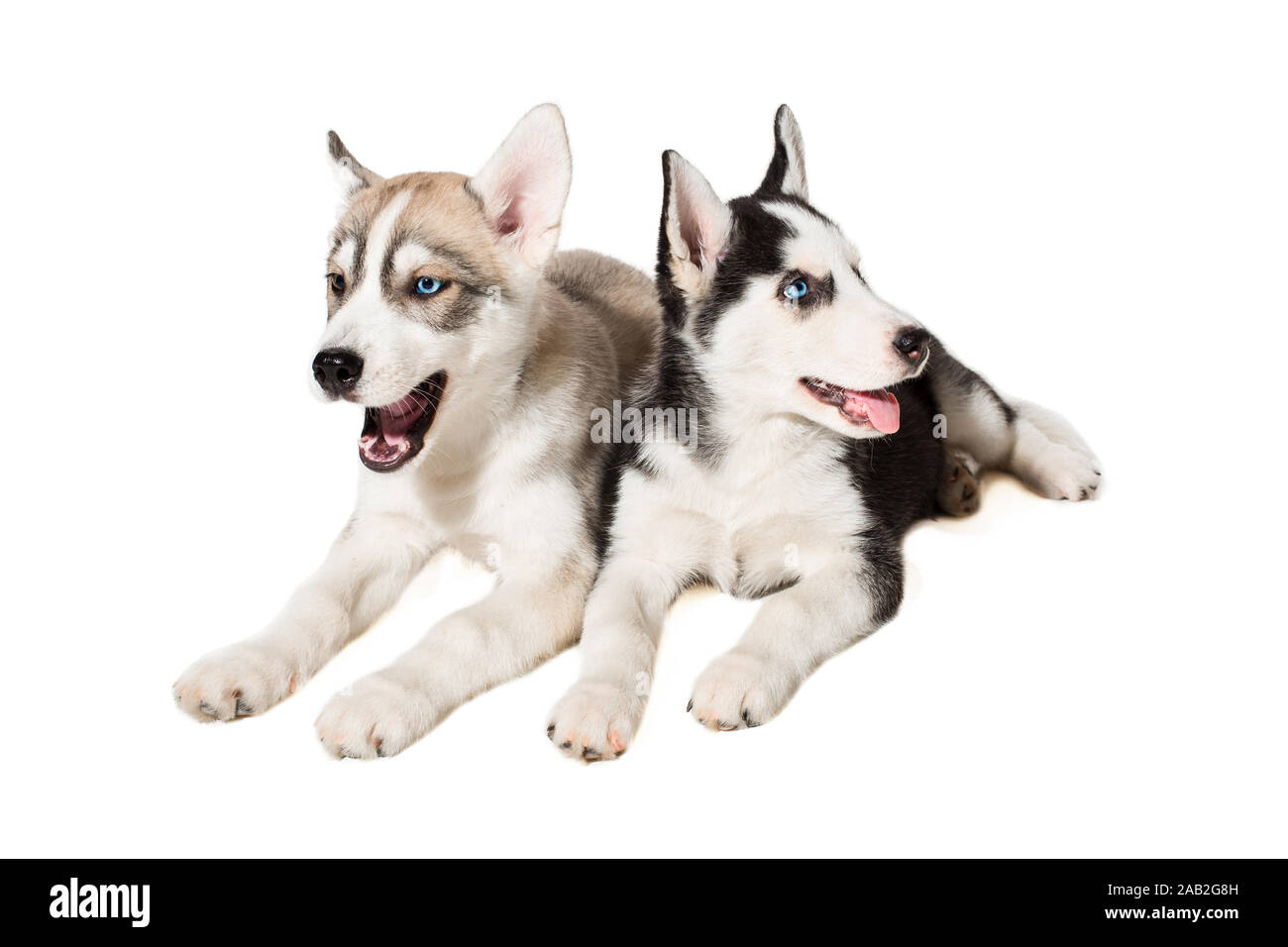 Two Little Cute Puppy Of Siberian Husky Dog With Blue Eyes Isolated Stock Photo Alamy