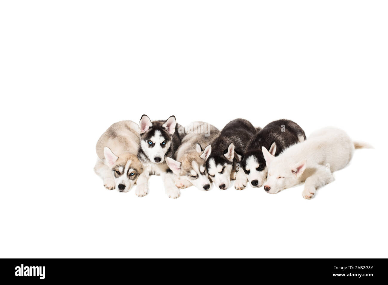 Group of puppies breed the Huskies isolated on white background Stock ...