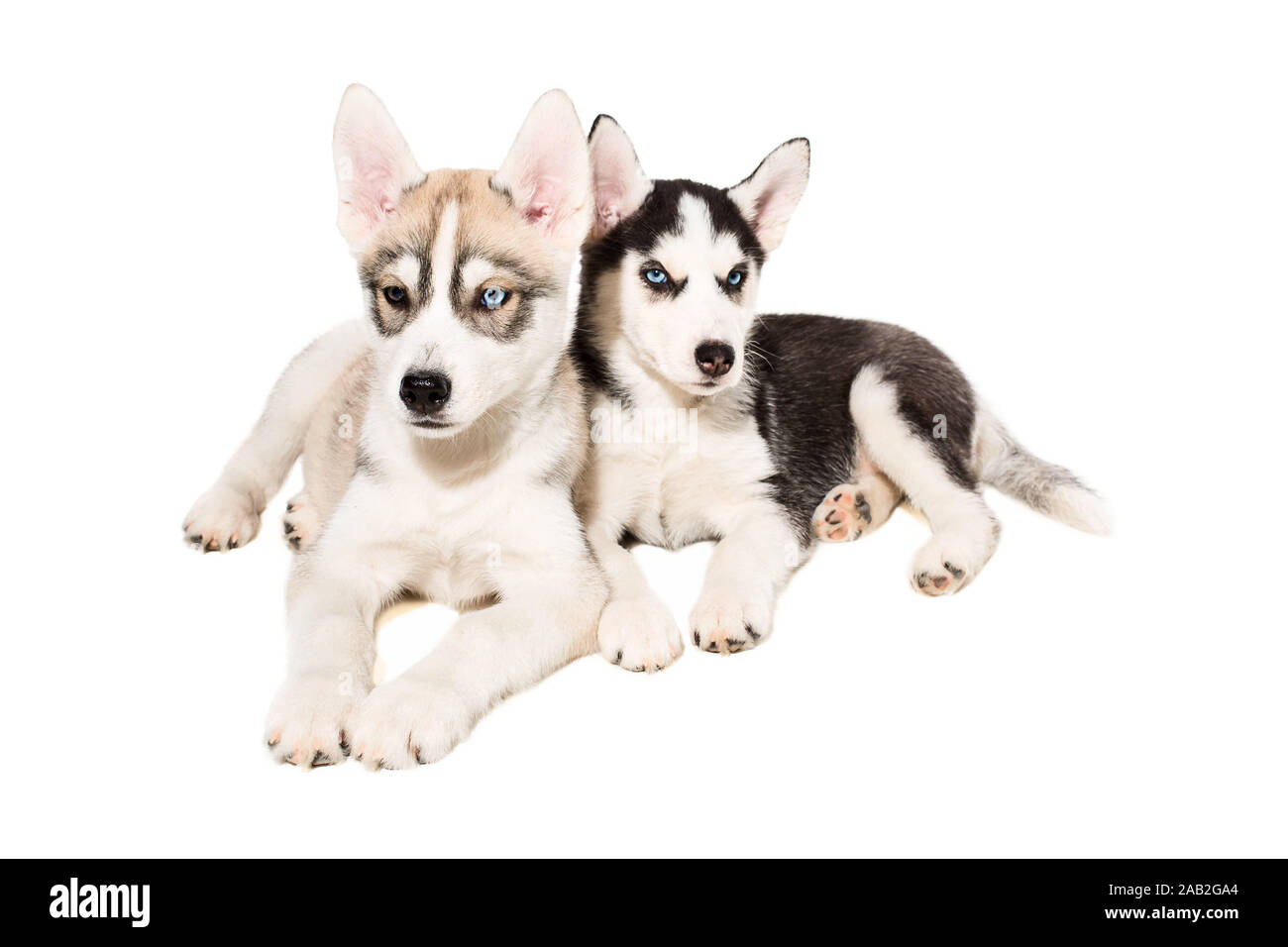 Cute little husky puppy isolated on white background Stock Photo - Alamy