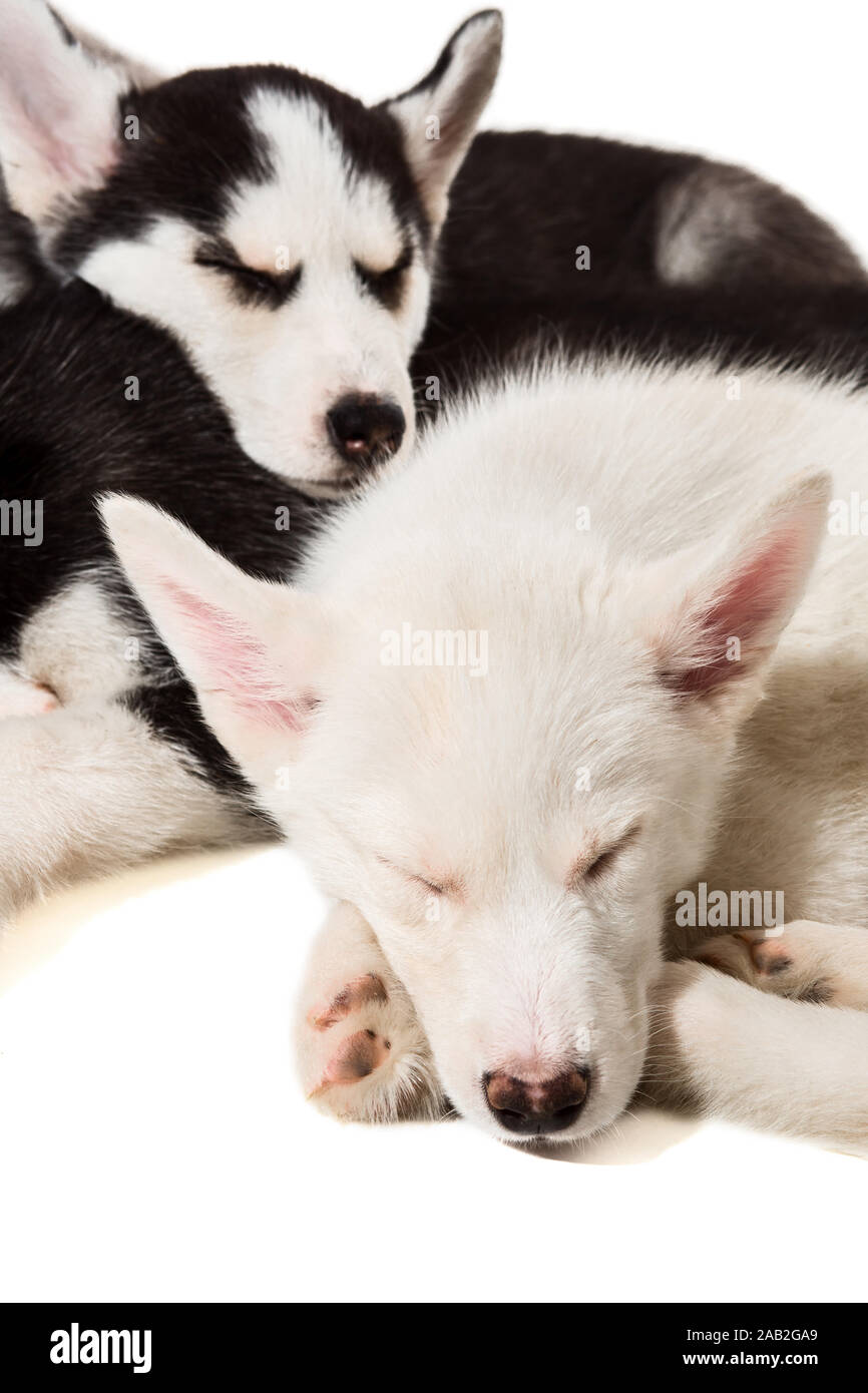 Cute little husky puppy isolated on white background Stock Photo - Alamy