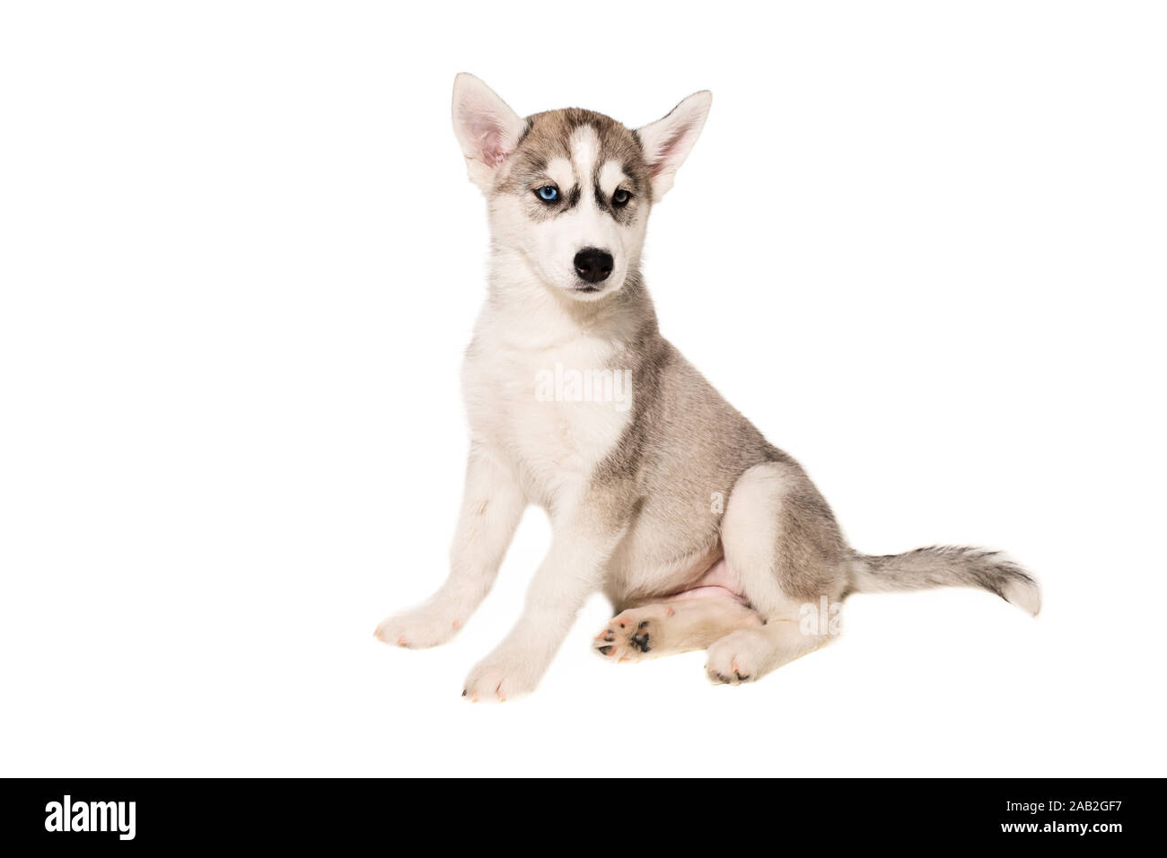Cute little husky puppy isolated on white background Stock Photo - Alamy