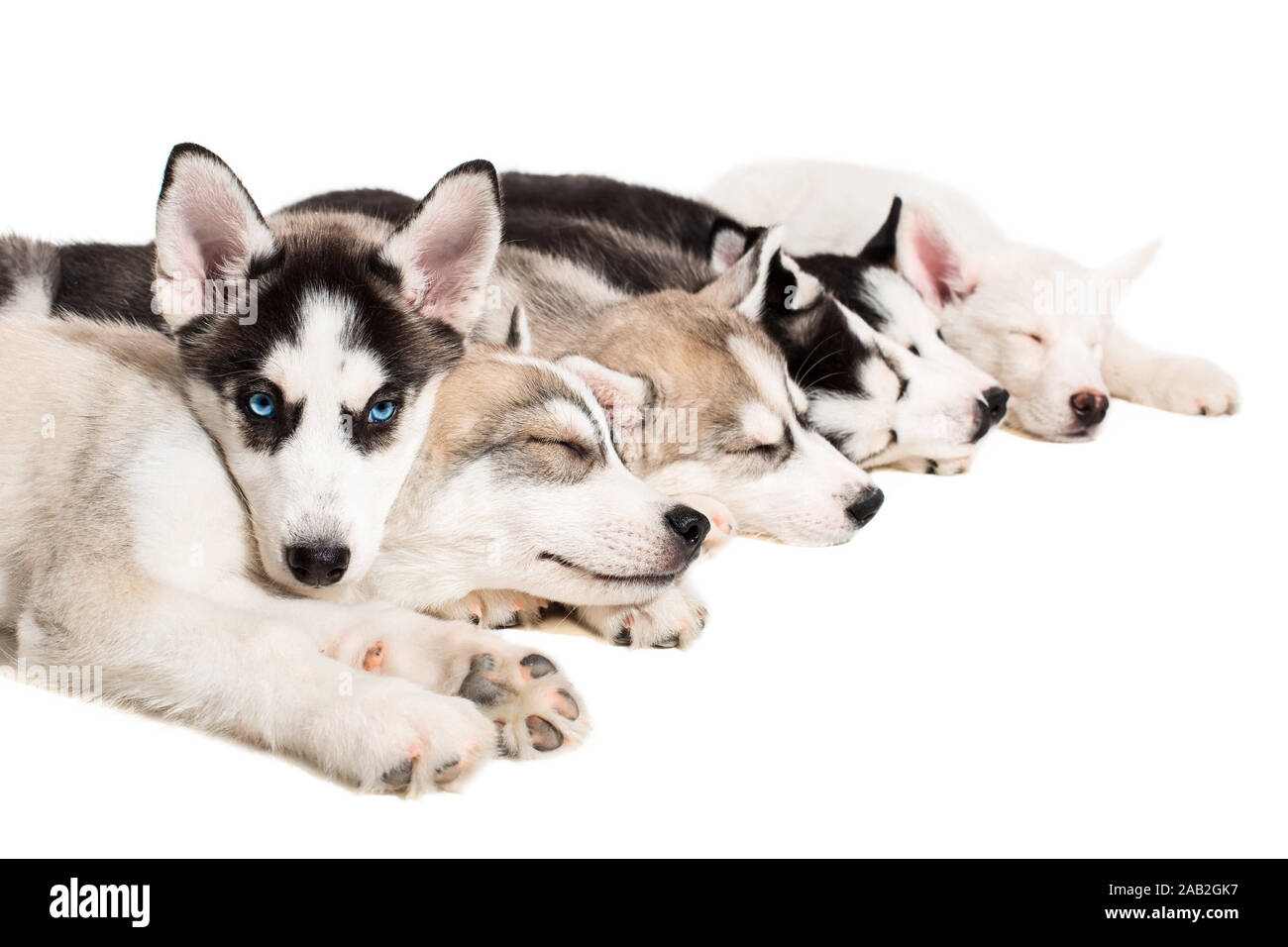 Group Of Puppies Breed The Huskies Isolated On White Background Stock Photo Alamy