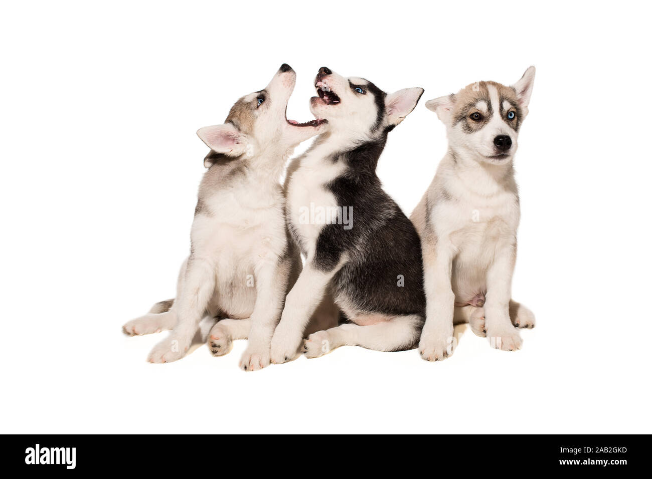 Group of puppies breed the Huskies isolated on white background Stock ...