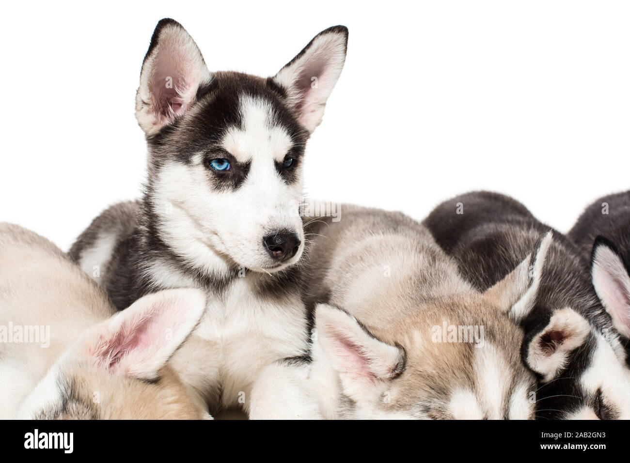 happy siberian husky